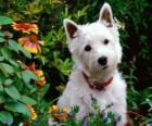 Вест хайленд уайт терьеры являются порода собаки Шотландии известен своей личности и блестящие белые